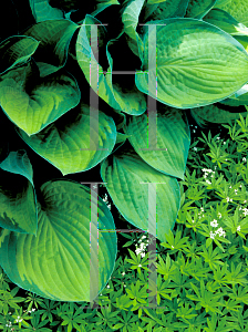 Picture of Hosta  'Gold Standard'