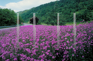 Picture of Hesperis matronalis 