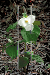 Picture of Trillium grandiflorum 