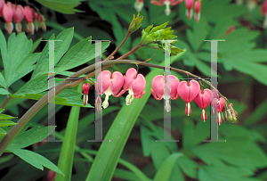 Picture of Lamprocapnos spectabilis 