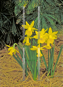 Picture of Narcissus  