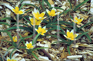 Picture of Tulipa tarda 