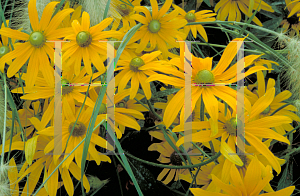 Picture of Rudbeckia hirta 'Irish Eyes'