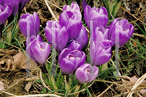 Picture of Crocus x hybridus 