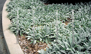 Picture of Stachys byzantina 