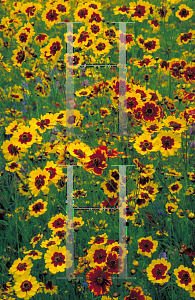 Picture of Coreopsis tinctoria 