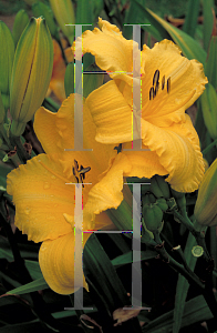 Picture of Hemerocallis  'Ruffled Apricot'