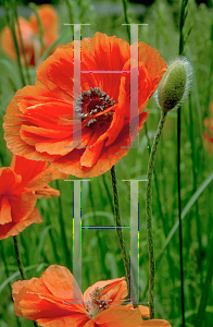 Picture of Papaver orientale 