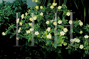 Picture of Mirabilis jalapa 