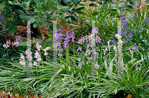 Picture of Hyacinthoides hispanica 