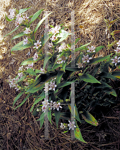 Picture of Tricyrtis hirta 