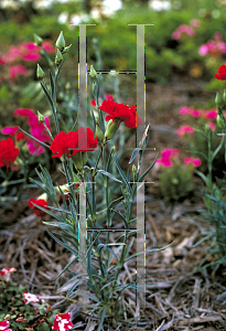 Picture of Dianthus caryophyllus 