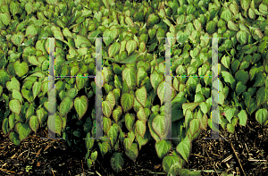 Picture of Epimedium x youngianum 