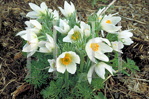 Picture of Pulsatilla patens 'Alba'