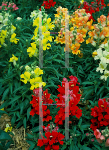 Picture of Antirrhinum majus 'Little Darling'