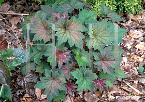 Picture of Heuchera micrantha 'Palace Purple'