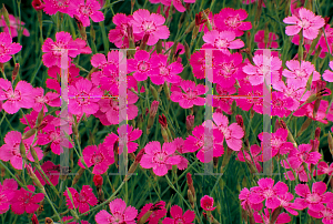 Picture of Dianthus deltoides 'Brilliant'