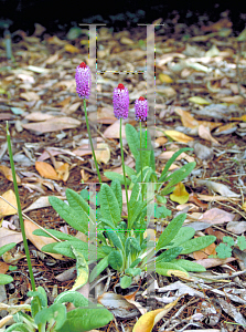 Picture of Primula vialii 