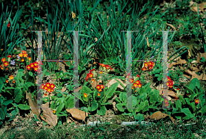 Picture of Primula vulgaris 