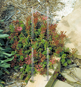 Picture of Sedum spurium 'Schorbuser Blut(Dragon's Blood)'