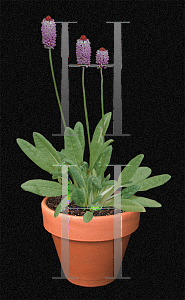 Picture of Primula vialii 