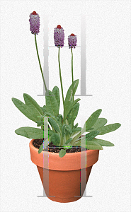 Picture of Primula vialii 