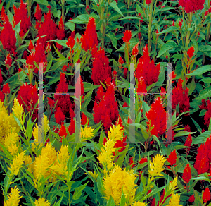 Picture of Celosia argentea (Plumosa Group) 