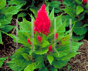 Picture of Celosia argentea (Plumosa Group) 'Pink Castle'