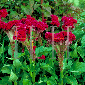 Picture of Celosia argentea (Cristata Group) 'Red Velvet'