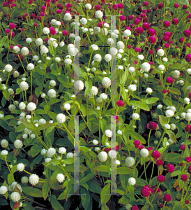 Picture of Gomphrena globosa 