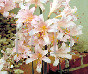 Picture of Lycoris squamigera 