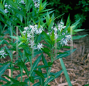 Picture of Amsonia tabernaemontana 