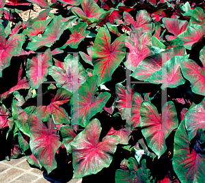 Picture of Caladium bicolor 