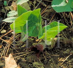 Picture of Asarum canadense 