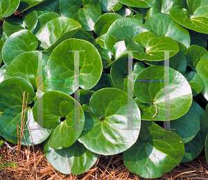 Picture of Asarum europaeum 