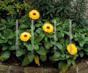 Picture of Calendula officinalis 