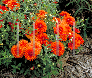 Picture of Dendranthema x grandiflorum 'Minnautumn'