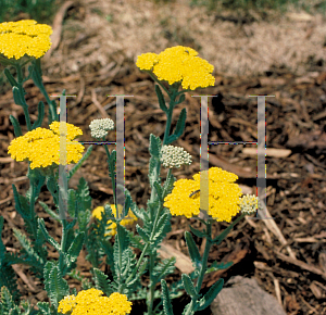 Picture of Achillea aegyptiaca 