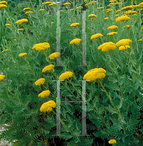 Picture of Achillea filipendulina 'Parker's Variety'