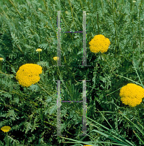 Picture of Achillea  'Coronation Gold'