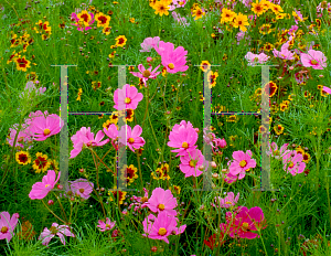 Picture of Cosmos bipinnatus 