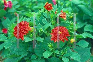 Picture of Dahlia  'Rigoletto'