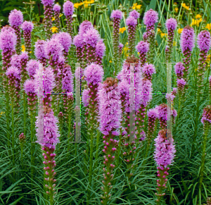 Picture of Liatris spicata 'Kobold'