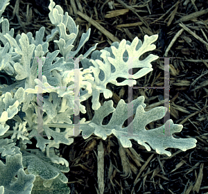 Picture of Senecio cineraria 'Silverdust'