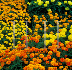 Picture of Tagetes erecta 