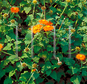 Picture of Tithonia rotundifolia 