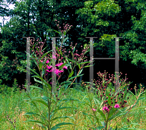 Picture of Vernonia noveboracensis 