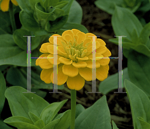 Picture of Zinnia x 'Yellow Marvel'