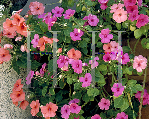 Picture of Impatiens walleriana 