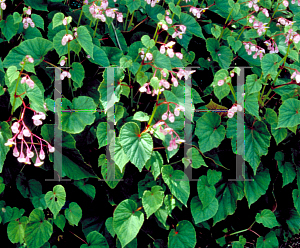 Picture of Begonia grandis ssp. evansiana 